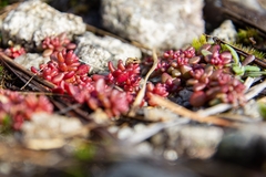 Sedum smallii