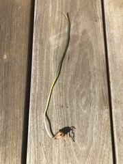 Ornithogalum nutans
