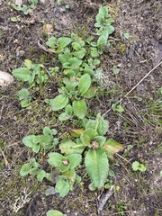 Micranthes californica