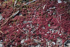 Sedum smallii