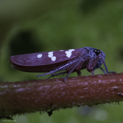 Graphocephala albomaculata
