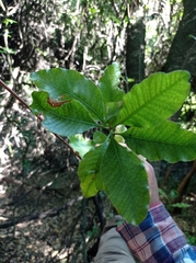 Schinus latifolia