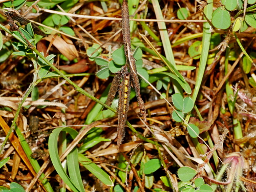 Indigofera taiwaniana, photograph 4