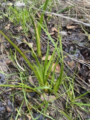 Juncus phaeocephalus