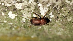 Choraginae