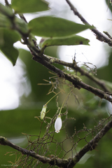 Sphyrospermum buxifolium image