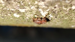 Choraginae