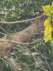 Callosciurus caniceps