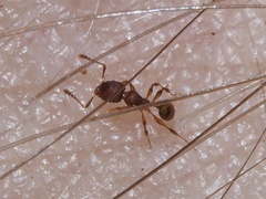 Pheidole navigans