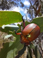Anoplognathus hirsutus