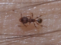 Pheidole navigans