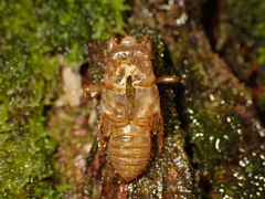 Amphipsalta