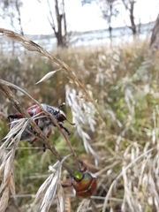 Anoplognathus hirsutus