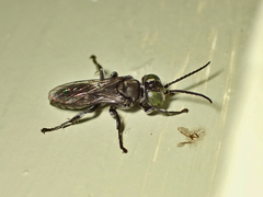 Tachysphex nigerrimus