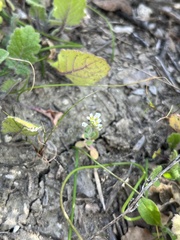 Tomostima cuneifolia