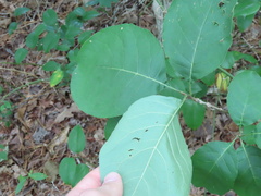 Chionanthus virginicus