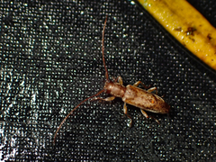 Spilotrogia fragilis