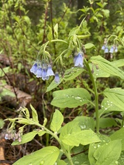 Mertensia paniculata