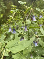 Mertensia paniculata