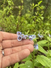 Mertensia paniculata