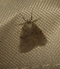 Paleacrita vernata