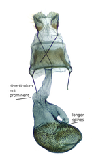 Eupithecia albimontanata