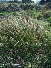 Carex forsteri
