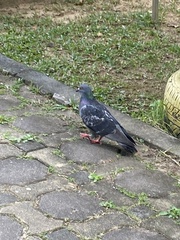 Columba livia domestica