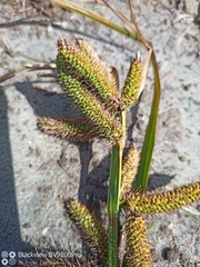 Carex forsteri