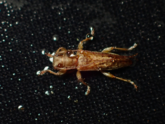 Spilotrogia fragilis