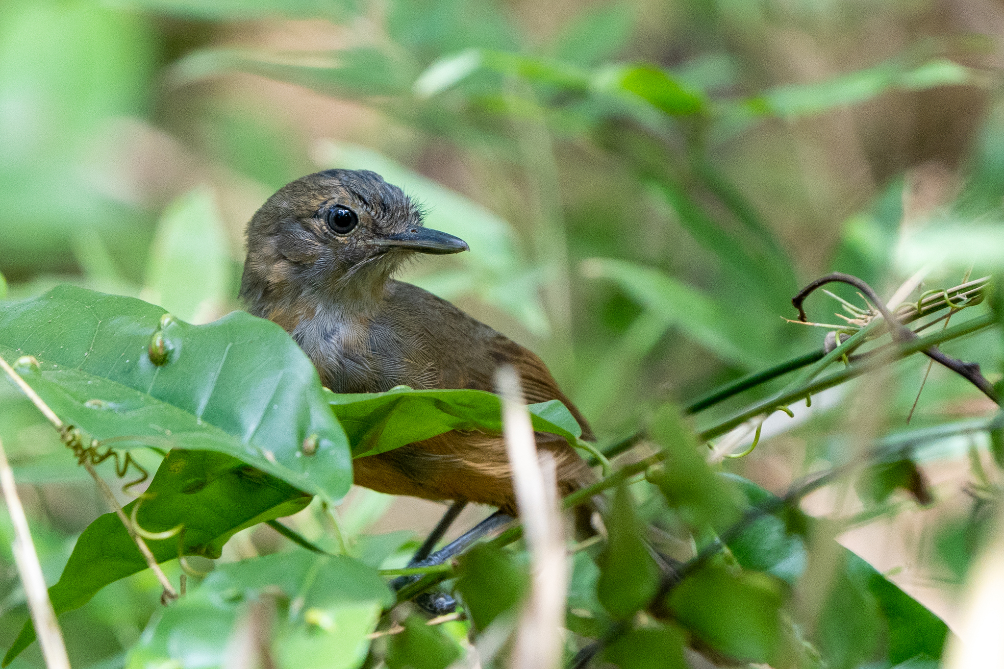 Dusky Antbird (Cercomacroides tyrannina)
