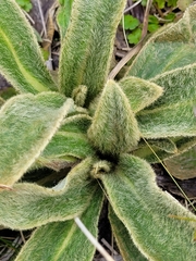 Celmisia verbascifolia