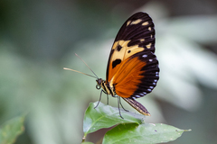 Heliconius hecale