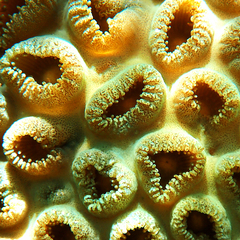 Palythoa tuberculosa