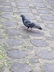 Columba livia domestica