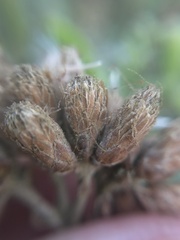 Tessaria absinthioides