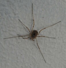 Protolophus singularis