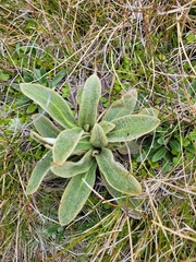 Celmisia verbascifolia