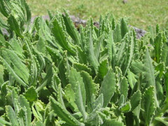 Senecio selloi