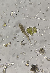 Cryptovalsa prominens