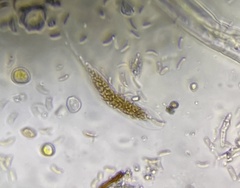 Cryptovalsa prominens