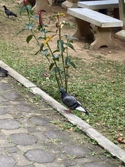 Columba livia domestica