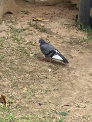 Columba livia domestica