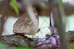 Archaeoprepona demophon