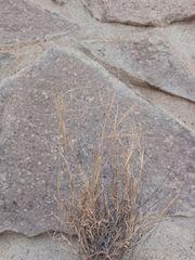 Muhlenbergia arenacea