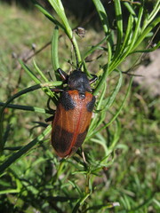 Coraliomela quadrimaculata
