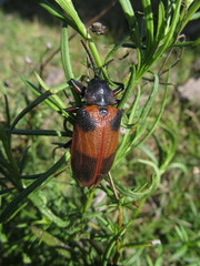 Coraliomela quadrimaculata