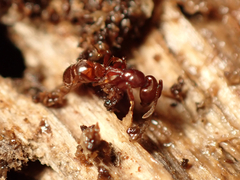 Austroponera castanea