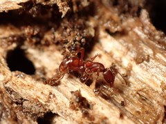 Austroponera castanea