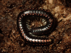 Spirobolellus antipodarus